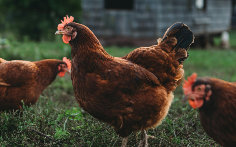 Ptasia grypa w powiecie chodzieskim